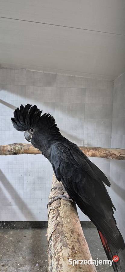 Sprzedam papugi z 2025 Grodzisk Wielkopolski