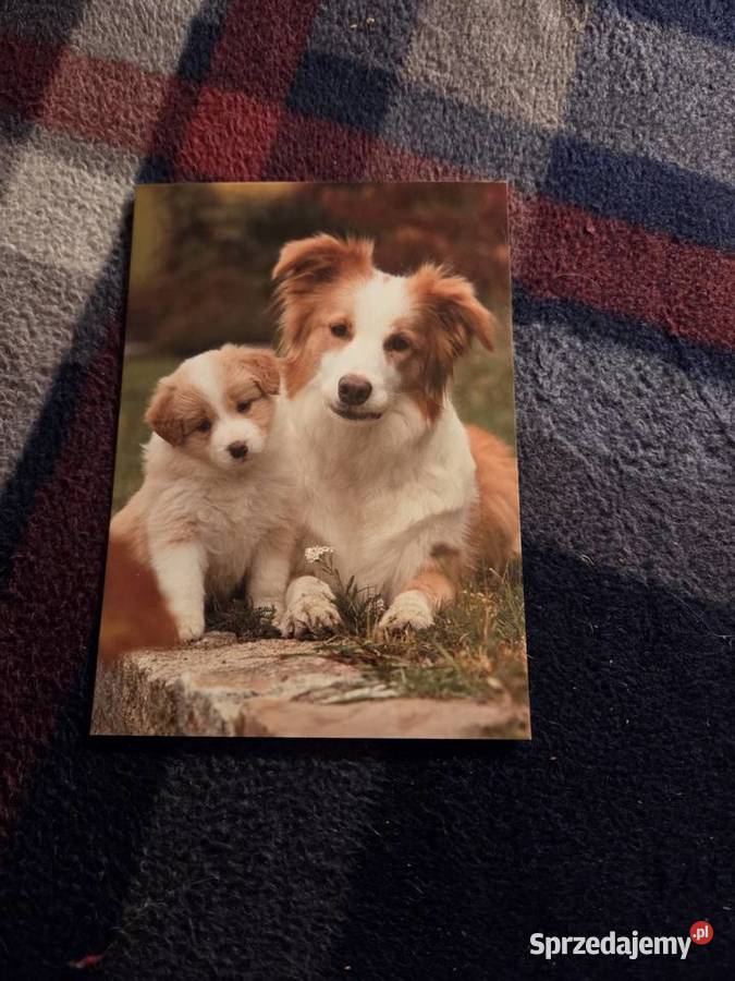 Pocztówka nowa Bydgoszcz