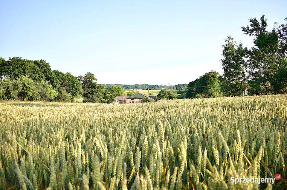 Działka w Grabówkach
