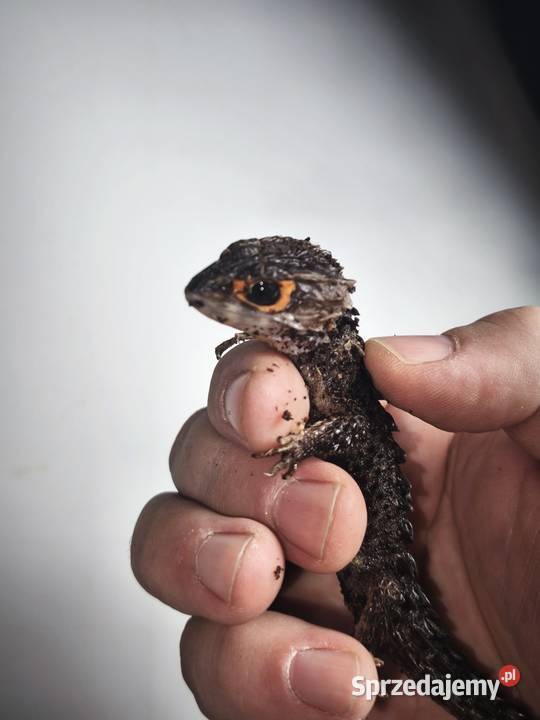 Parka scynków krokodylowych Tribolonotus Wałbrzych