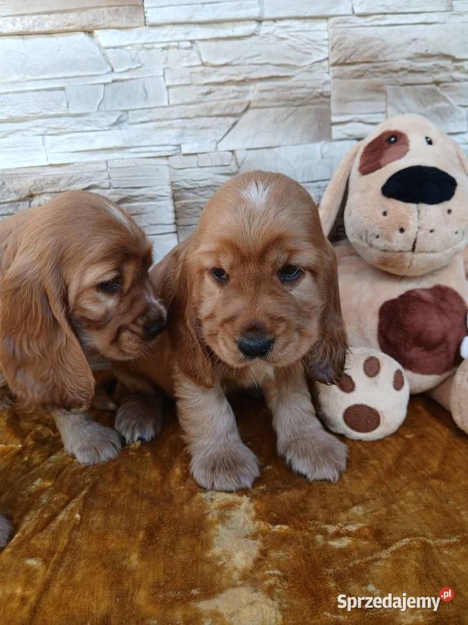 Śliczne Szczenięta Cocker Spaniel Angielski Sieradz