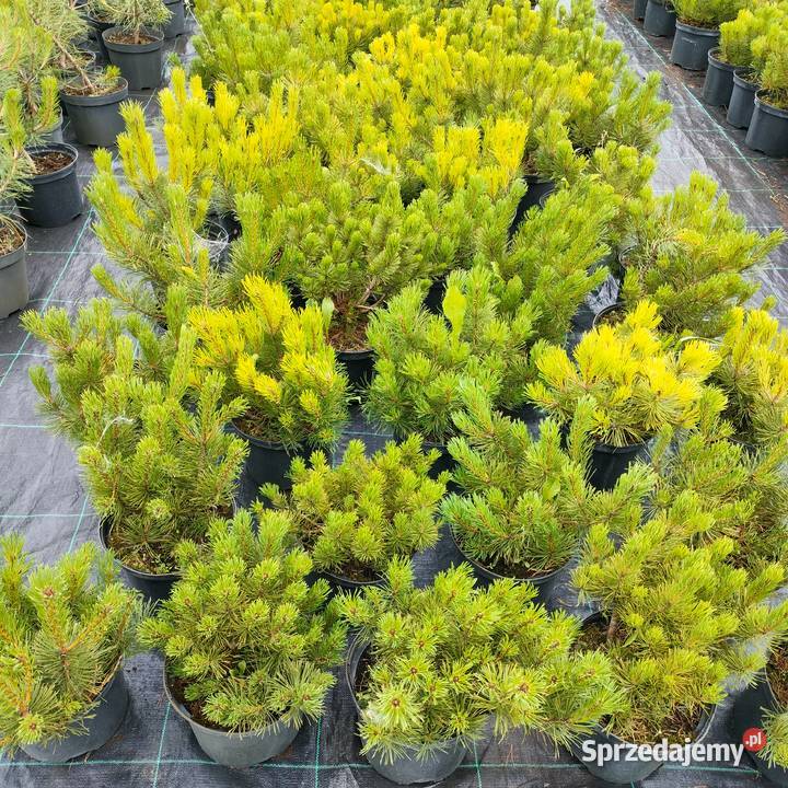 Sosna kosodrzewina pumillio czarna limba Jelitów