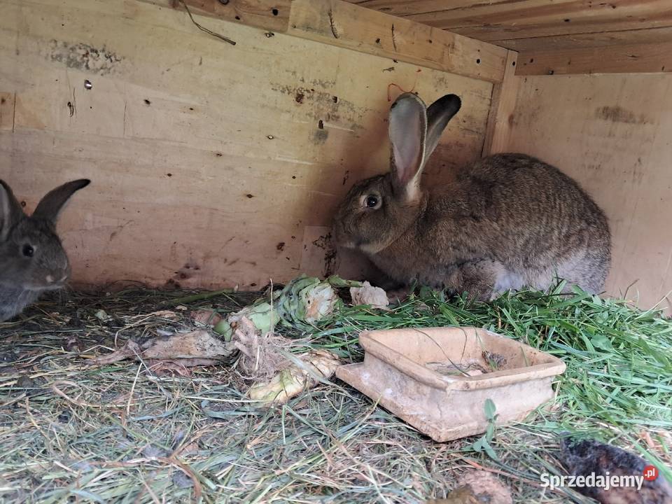 Króliki hodowlane Lublin