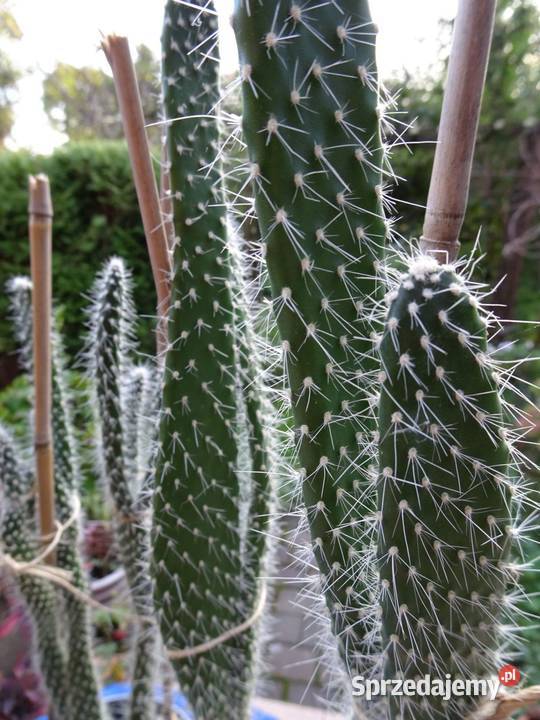 Opuncja Kaktusy sukulenty domowe rośliny 45 małopolskie Nowy Sącz
