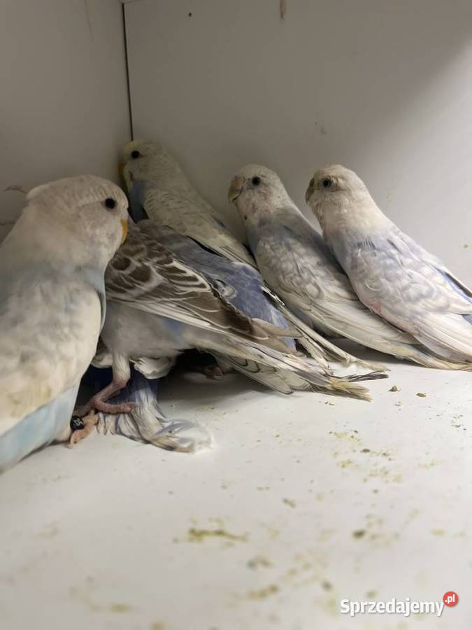 Papugi faliste tęczowe Sośnicowice sprzedam