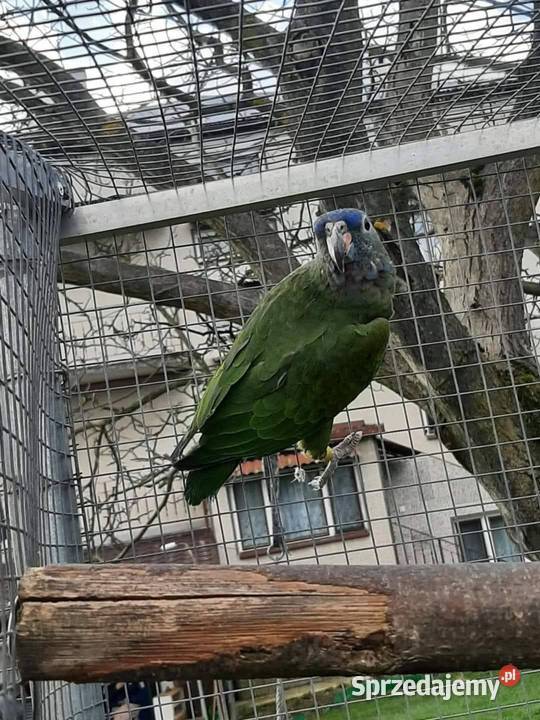 Piony niebieskogłowe 25r