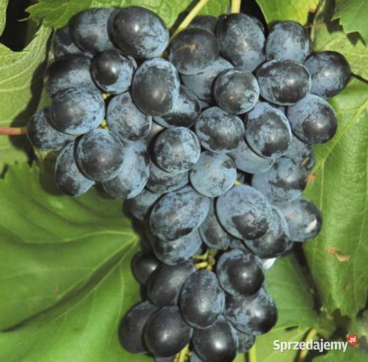 Winogron Sadzonki bezpestkowych winorośli Owocowe