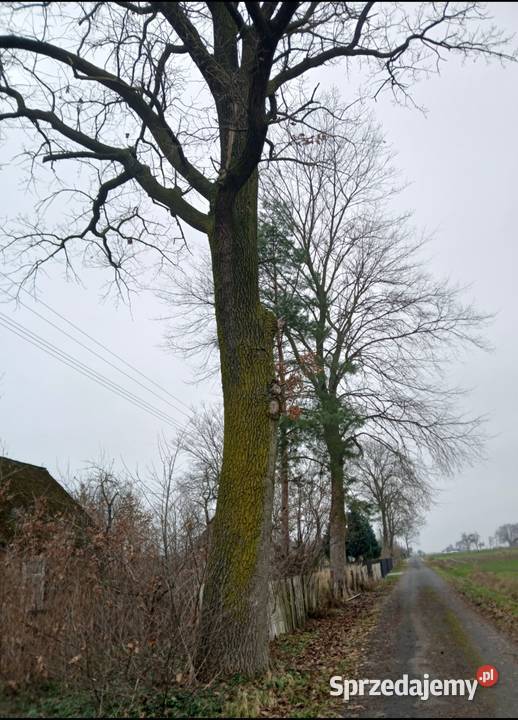 Dąb do samodzielnego ścięcia Odechów