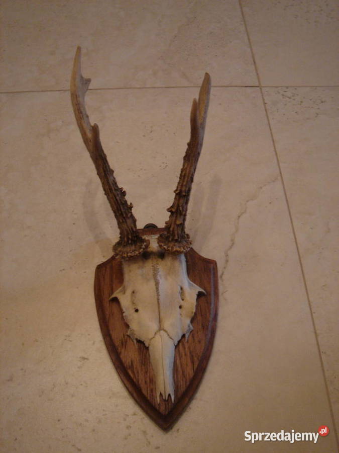 Poroże Parostki Rogi stare komplet dekoracja Pozostałe Łódź
