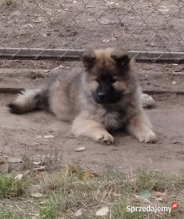 Eurasier szczenie suczka Puszcza Mariańska
