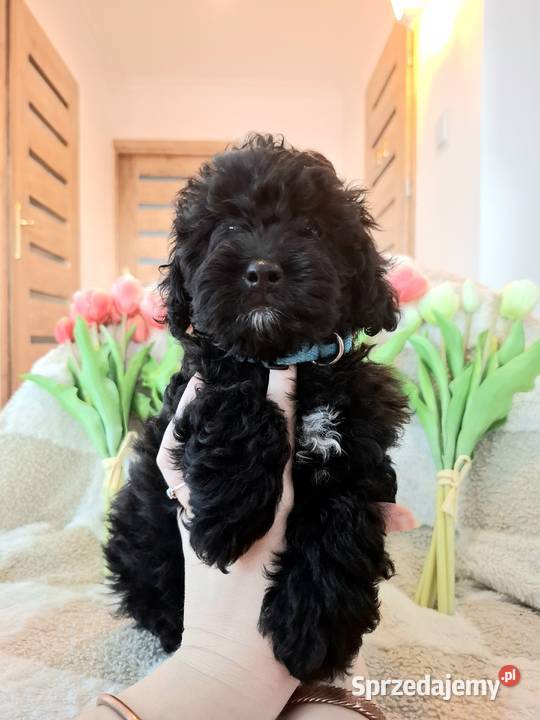 Shihpoo szczenięta szczenię Cavapoo Cocapoo Krasne