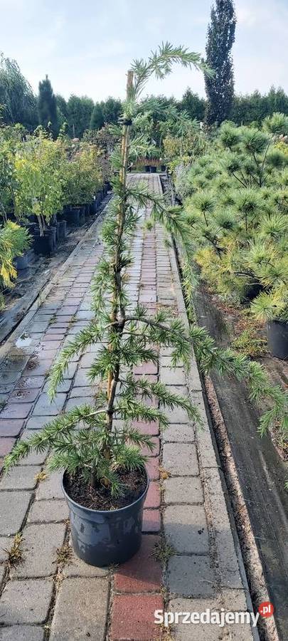 Cedr himalajski Pendula