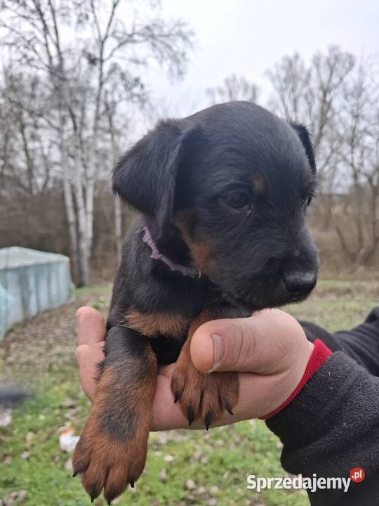 Terier Niemiecki Suczka Annopol sprzedam