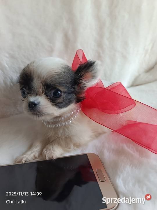 Chihuahua chłopiec samiec xxs dlugowlosy Inowrocław