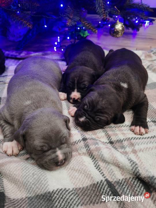 Amstaff suczki i pieski