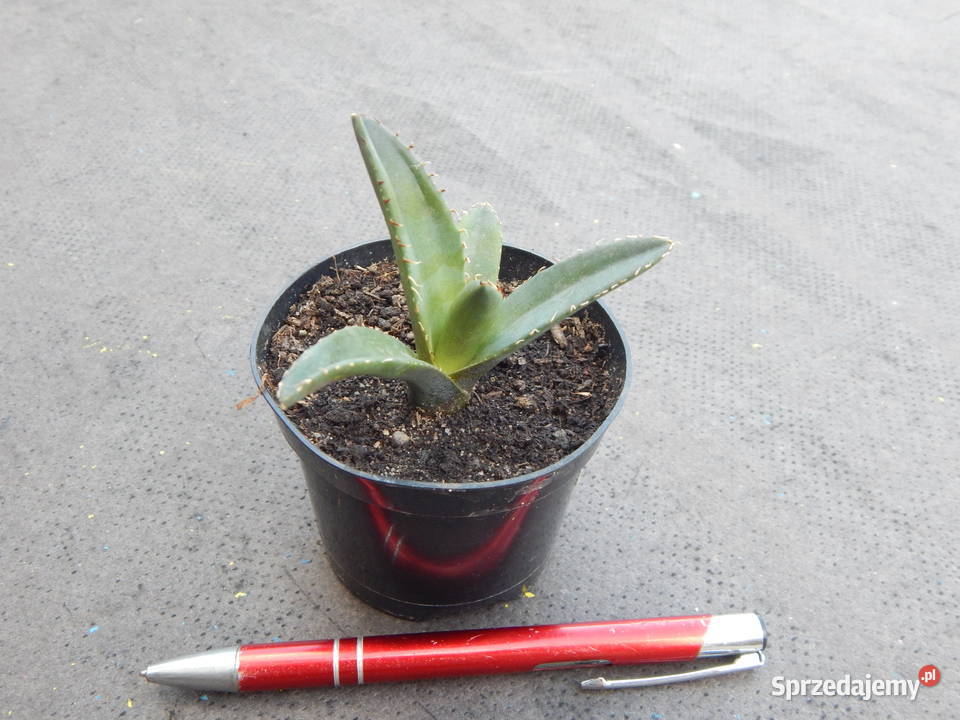 Niewielka agawa Agave titanota Oteroi FO076