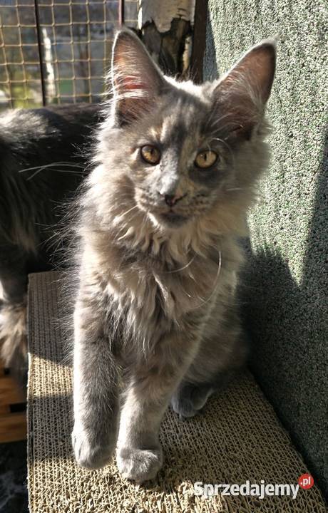 Niebieska Szylkretka Kotka Maine Coon FPL śląskie Będzin sprzedam