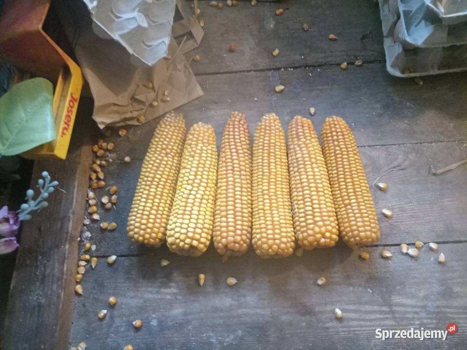 Kukurydza Tipico i Tabarro podkarpackie Dymitrów Mały