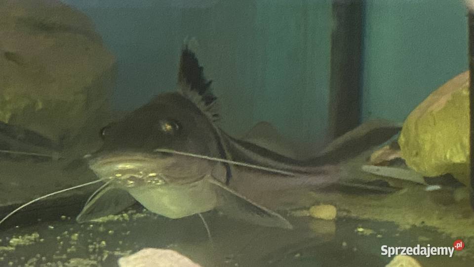 TABU Pimelodus auratus 2324 Warszawa sprzedam