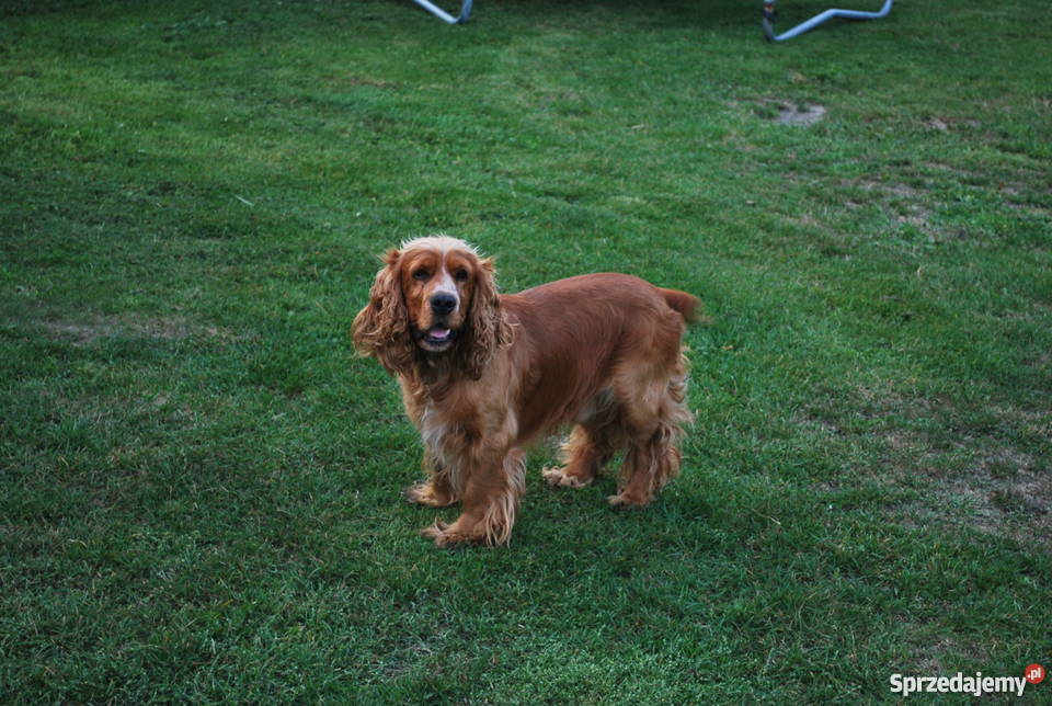 Cocker Spaniel szczeniaki