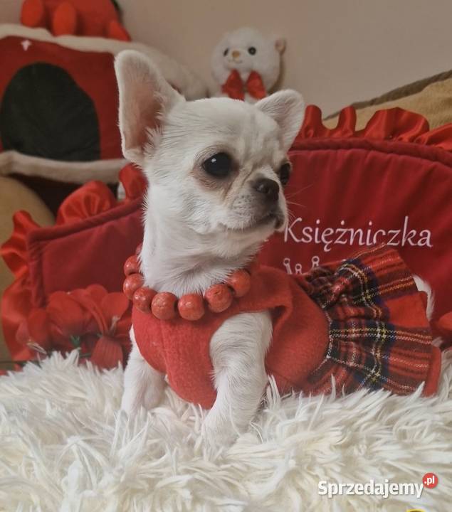 Chihuahua przepiękna dziewczynka Złocieniec