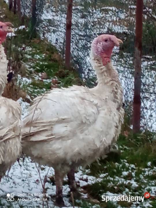 Tuszki z indyka Parczew