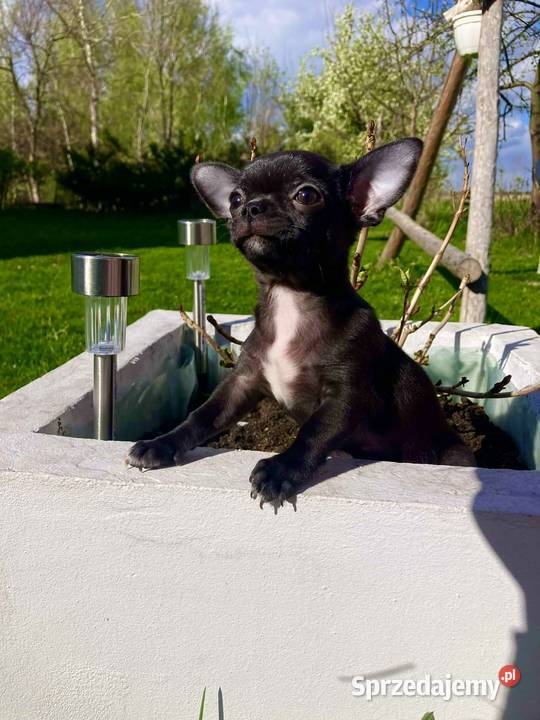 Chihuahua maleńki chłopczyk ZkwP Raczyce sprzedam