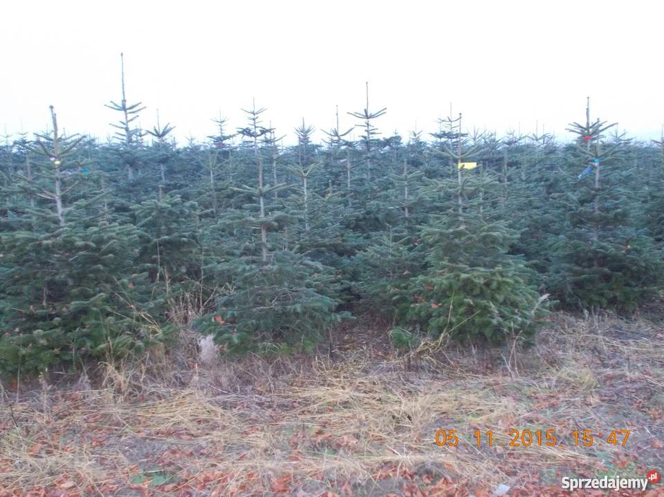 CHOINKI JODŁA KAUKASKA Rośliny mazowieckie Mszczonów