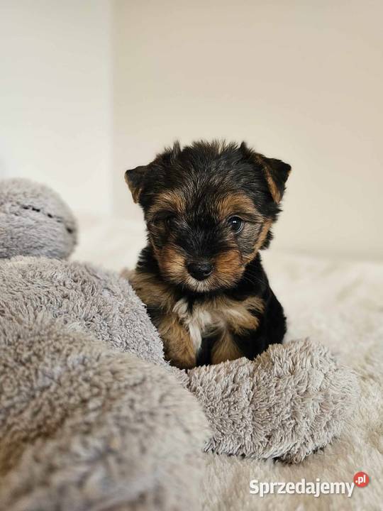 Piesek Yorkshire Terrier Z Wyprawka Chip Częstochowa