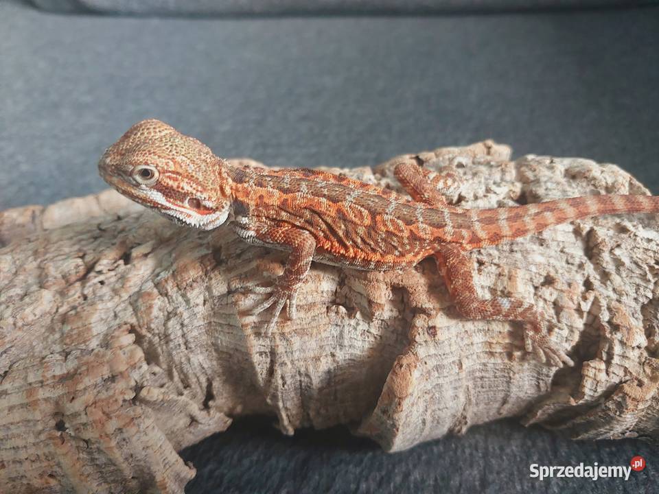 Agama brodata Gdynia