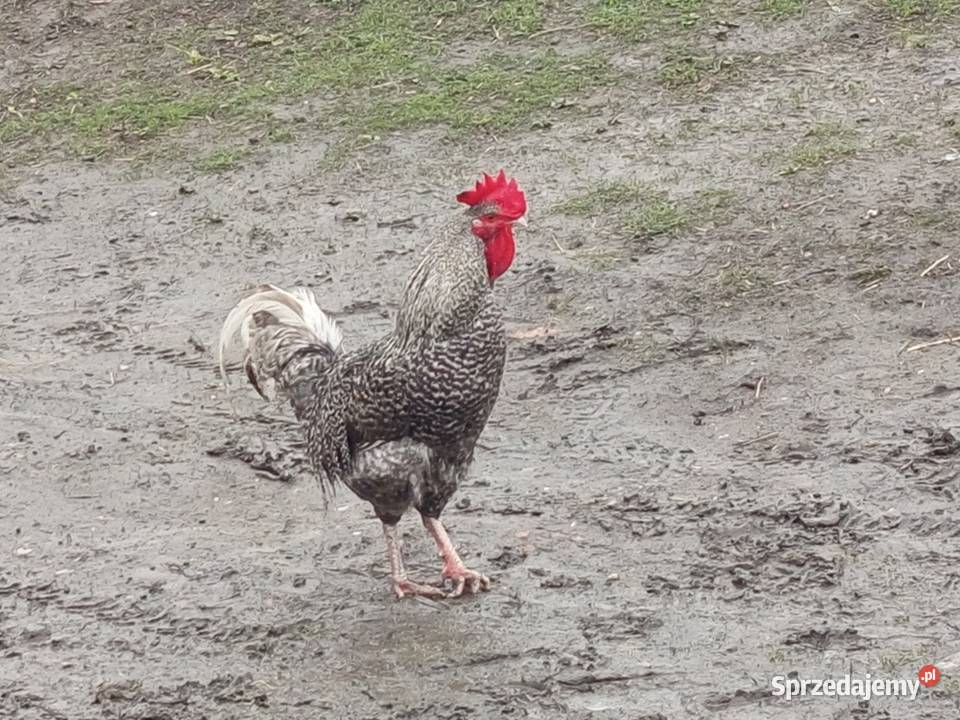 Koguty Frydrychowice