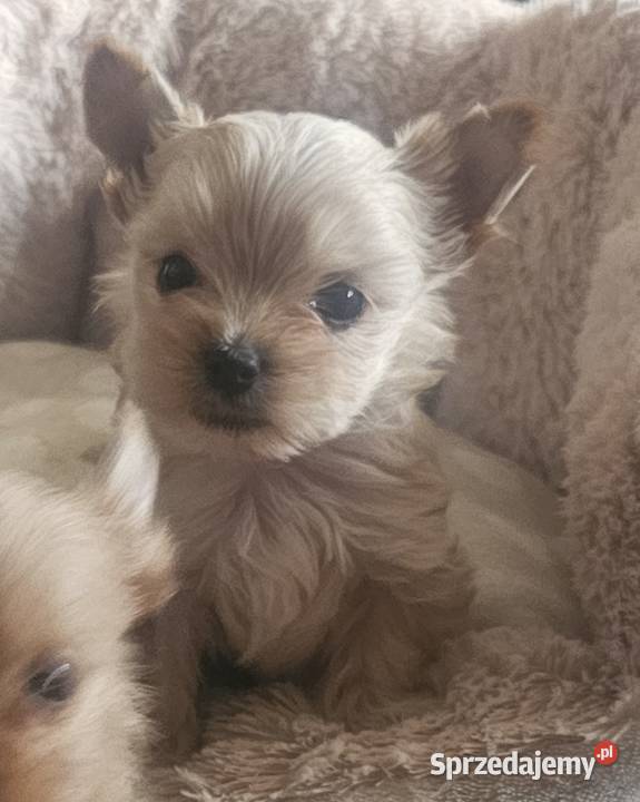 Yoreczka Przepiękna dziewczynka Golddust Częstochowa