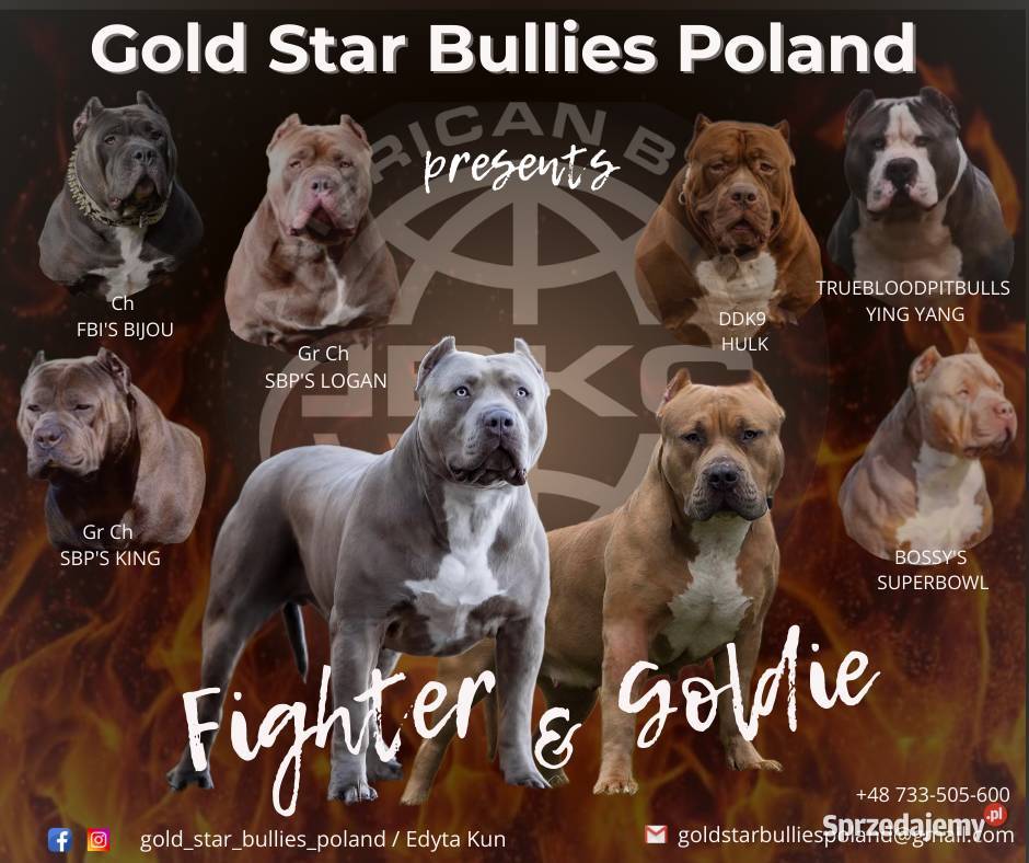 American Bully XL pomorskie Wejherowo