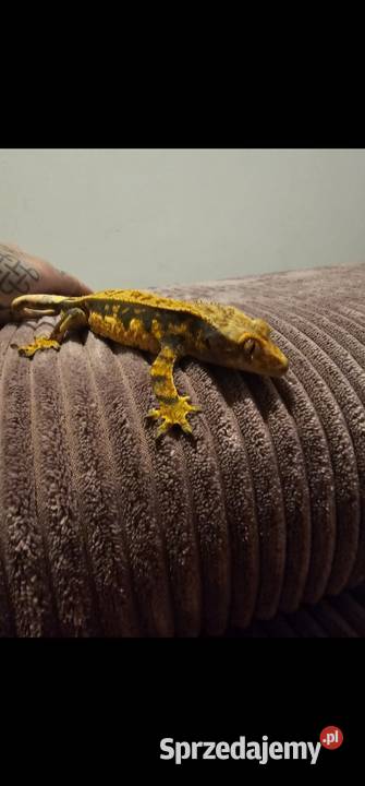 Gekon orzęsiony piękny samiec oswojony Koszalin