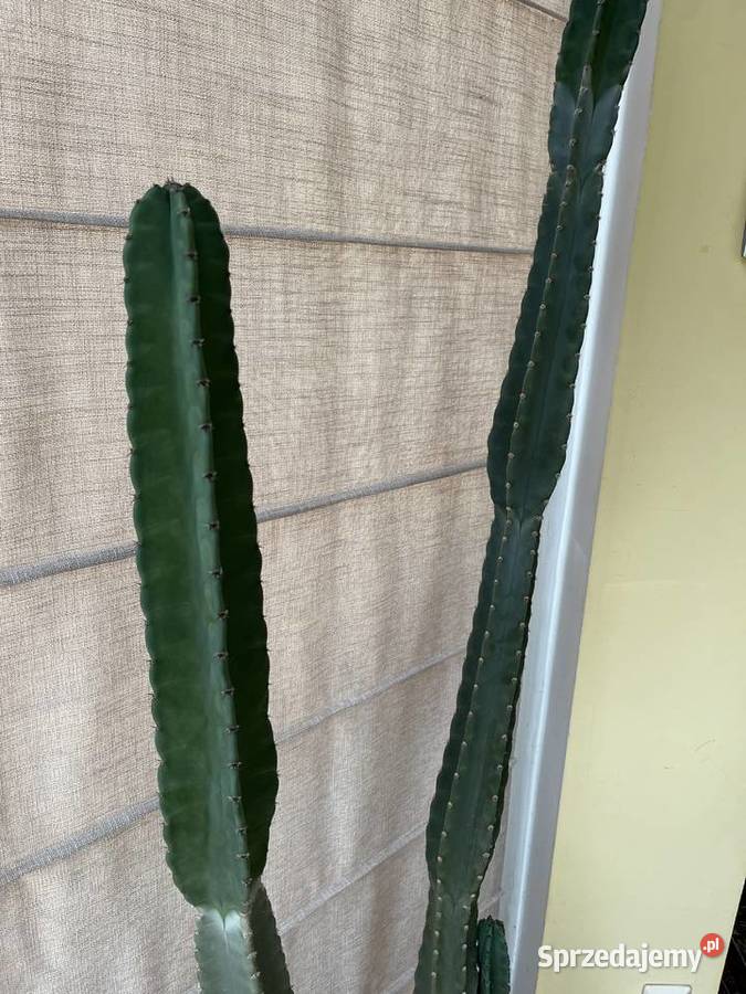Kaktus 2m niezwykły olbrzym MEXICO okazja Gdańsk pomorskie sprzedam