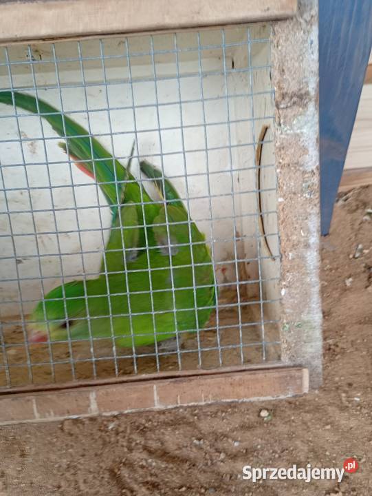 Samczyk barabandy łódzkie Zduńska Wola sprzedam