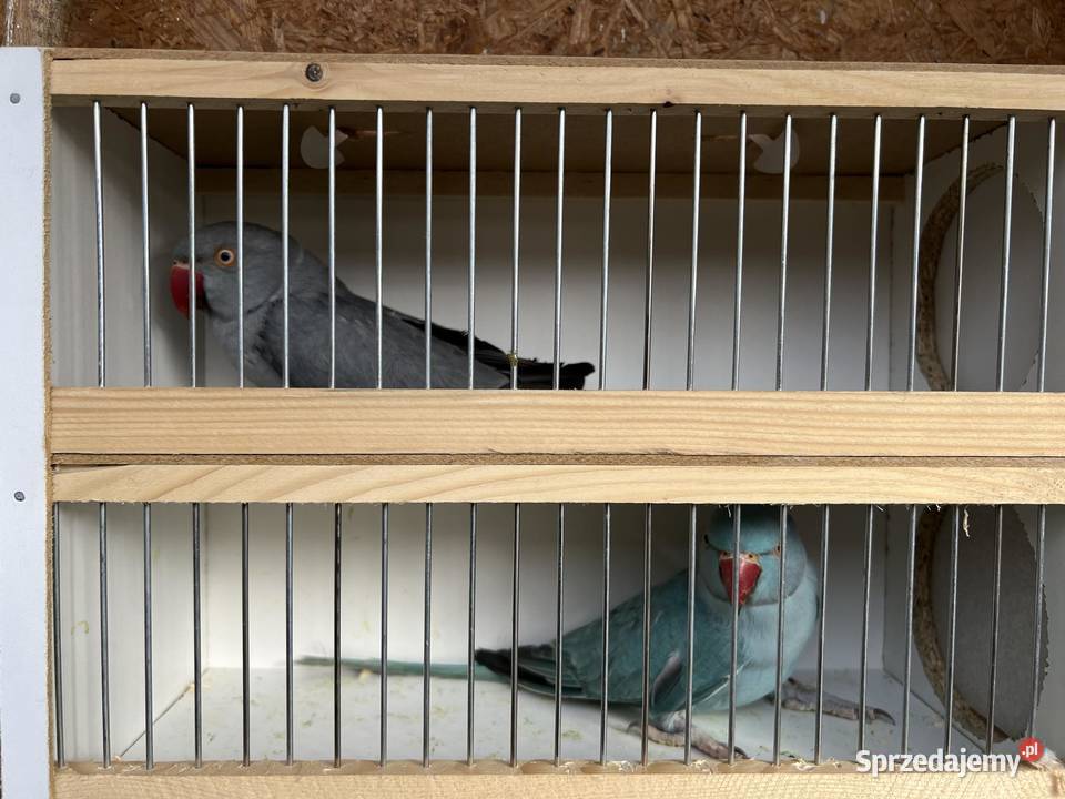 Sprzedam papugi aleksandretty rózne kolory Jaworowa