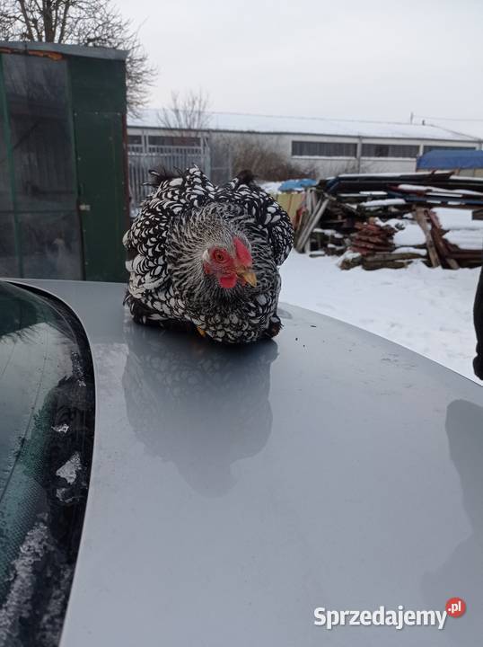 Stadko Wyandotte srebrnołuskowane Turobin