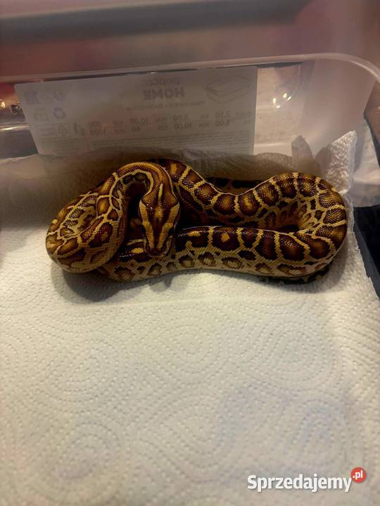 Młode Pytony birmańskie Python bivittatus śląskie