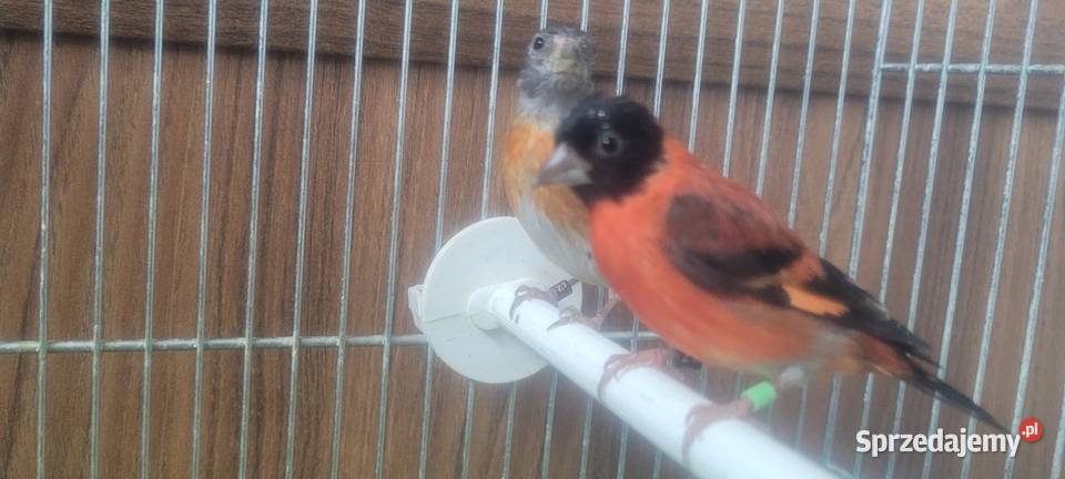 Czyzyki czerwone małopolskie Wieliczka