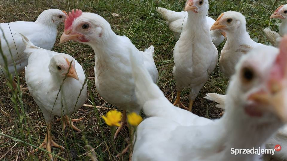 Kogutki Sussex leghorn mix Podwody