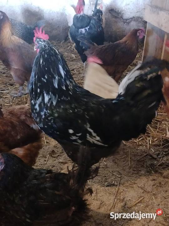 Sprzedam koguty tegoroczne ozdobne Liniewo