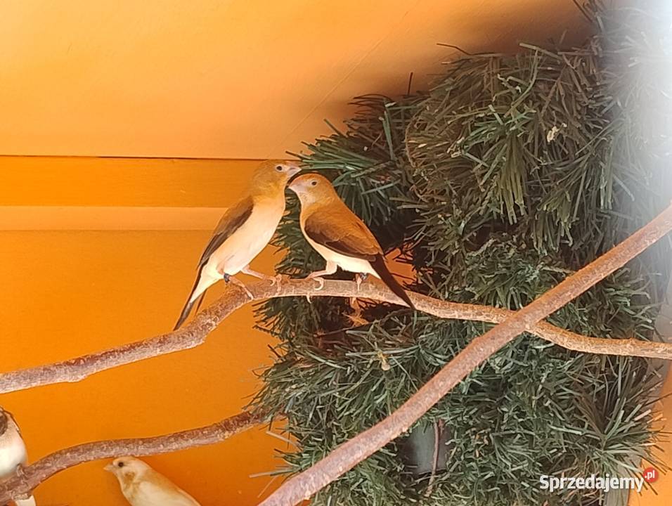 Srebrodziobki afrykańskie para Blachownia