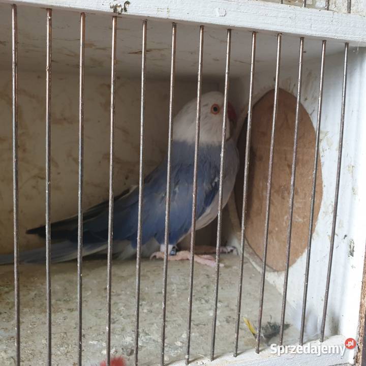 Aleksandretta obrożna g o Wrocław