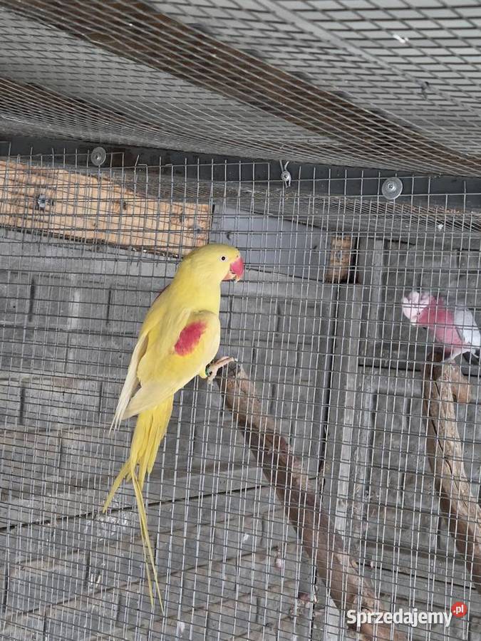 Aleksandretta wielka lutino