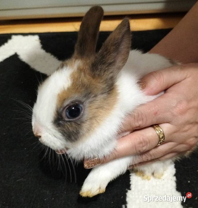 Króliki miniaturki Prywatna Hodowla mazowieckie Obręb
