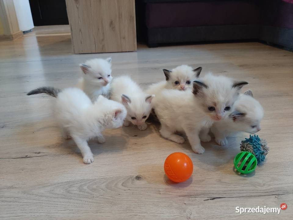 Ragdoll puchate kociaki Wrocław sprzedam