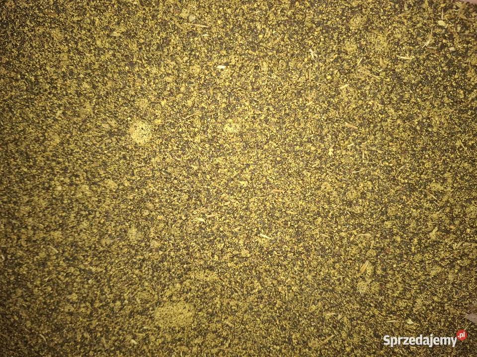 Śruta rzepakowa Poryte