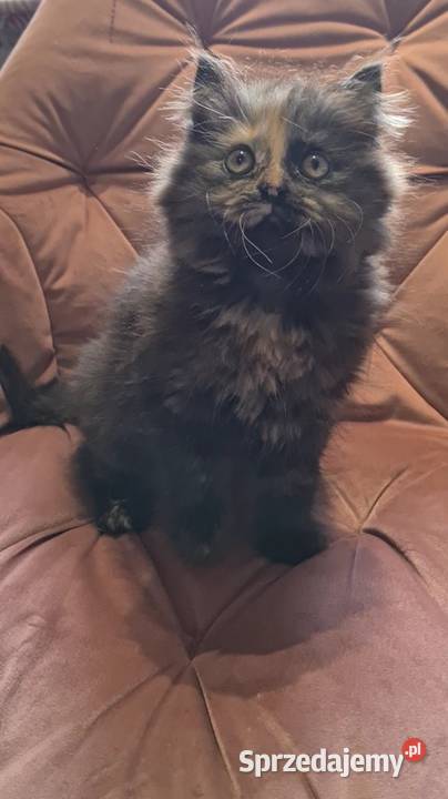 Maine Coon kotka Polesie Mikułowskie sprzedam
