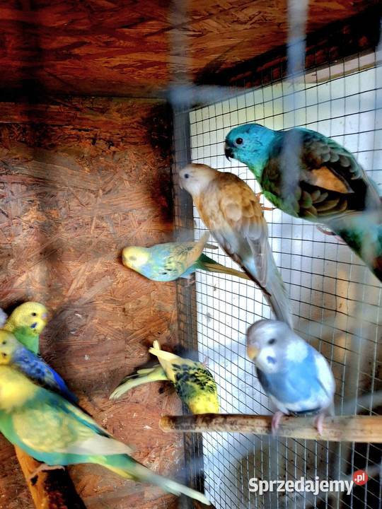 Para legowa papug Rybnik